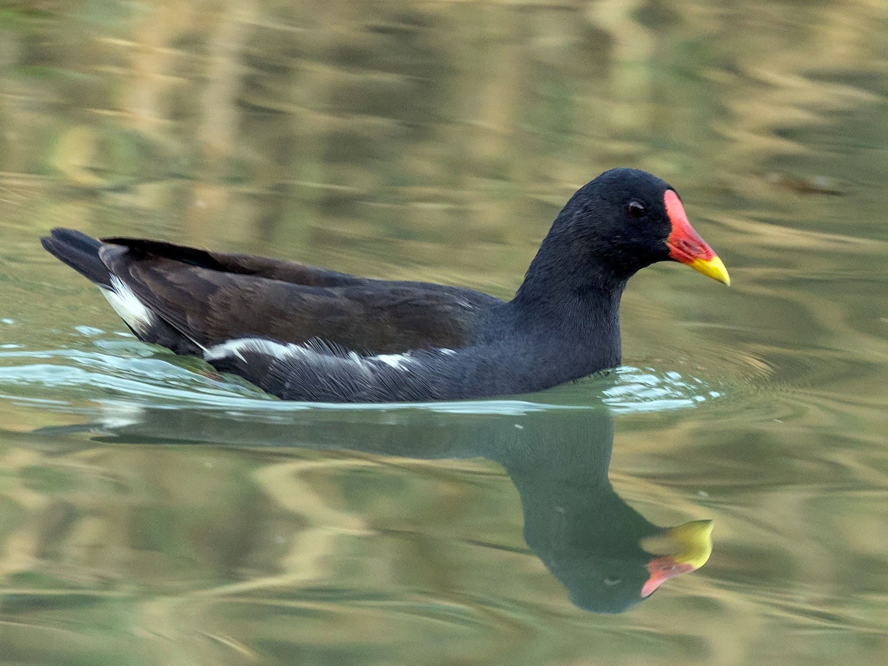 Eurasian Moorhen